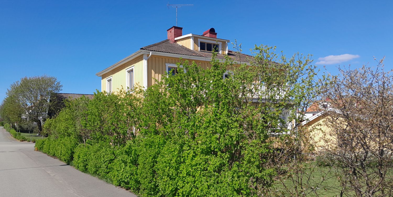 Caragana arborescens, sibirisk ärtbuske