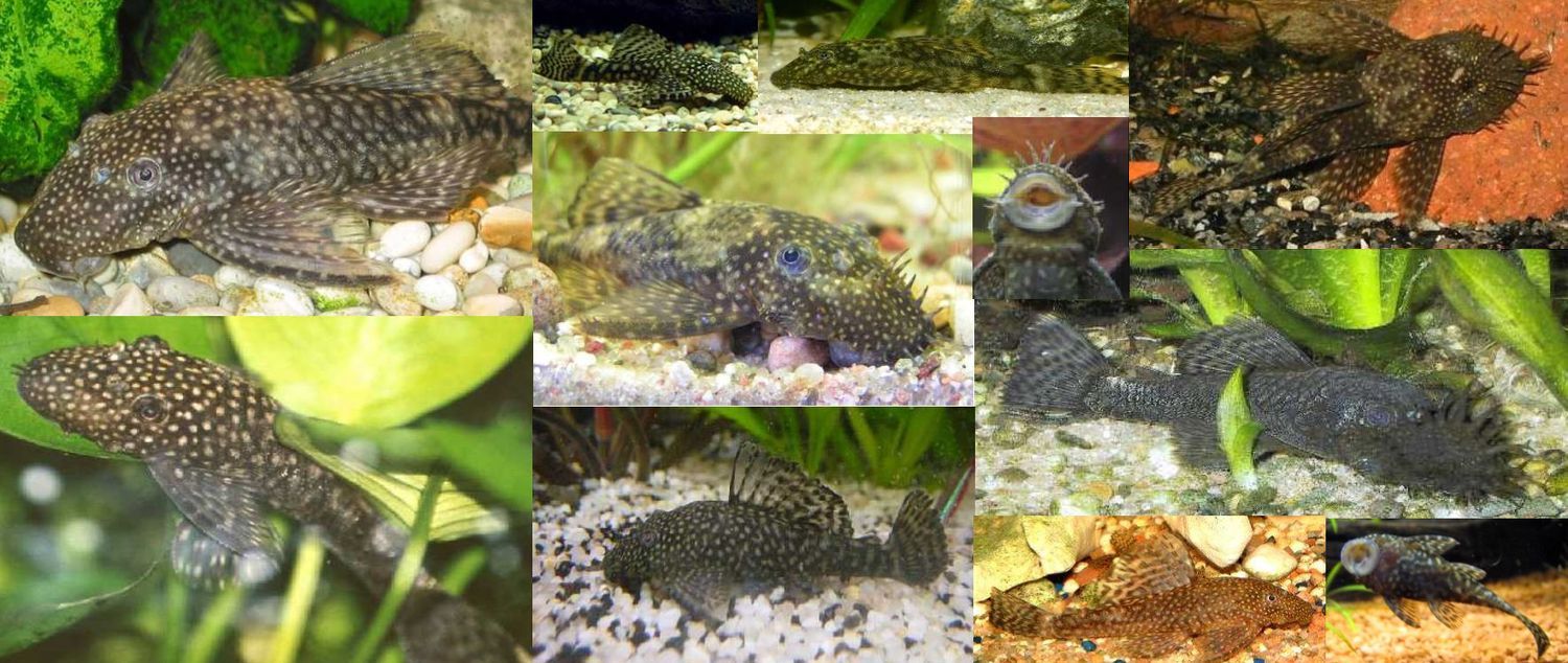 Ancistrus, skäggmunsmal