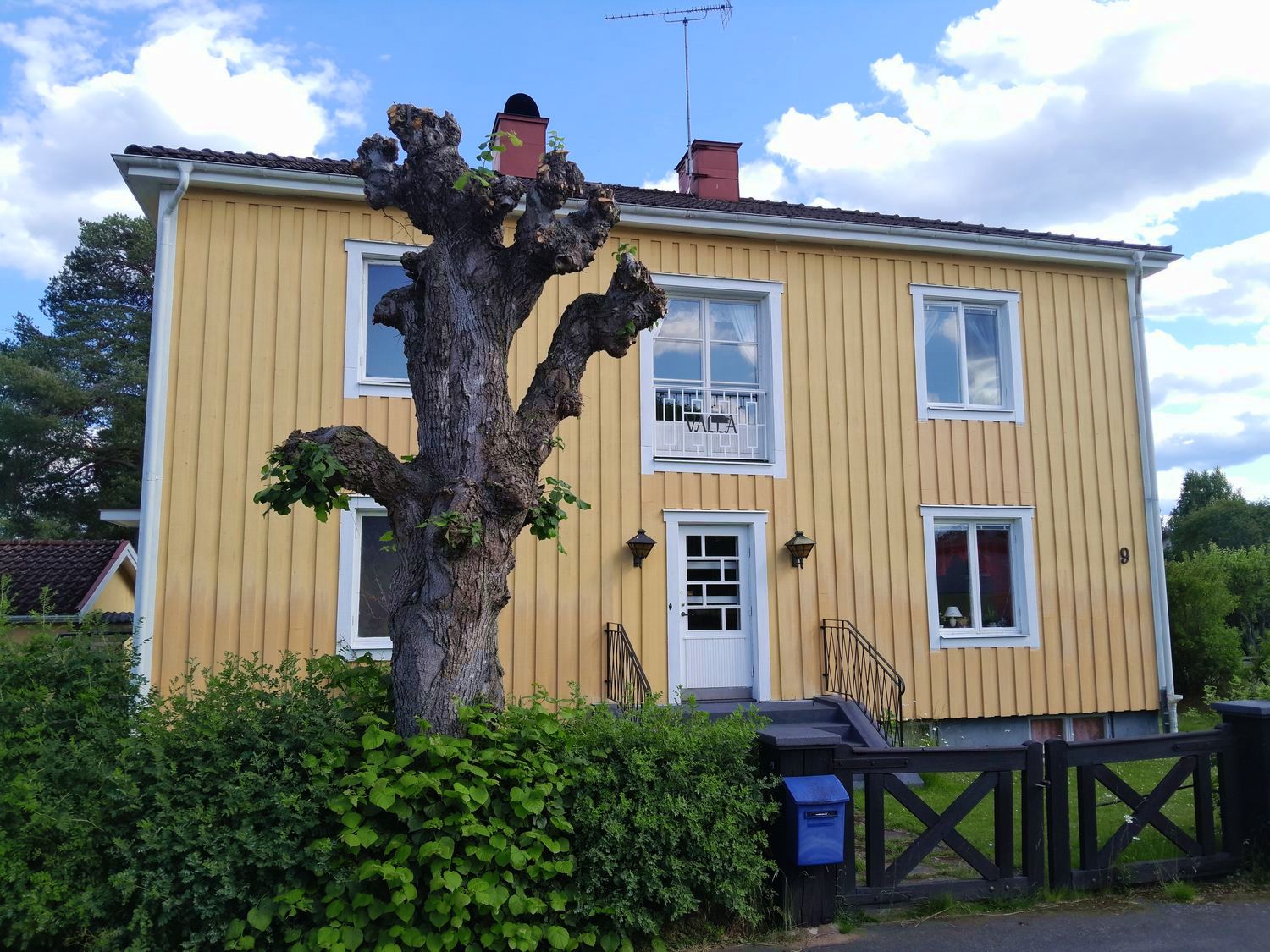 Parklind efter hamling