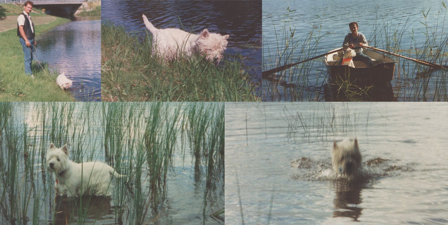 Frasse, westie vid vatten