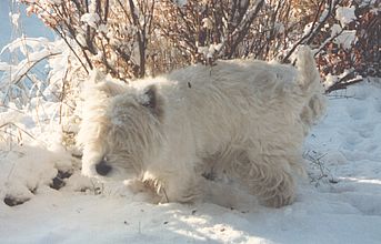 Frasse, en westie, en buske