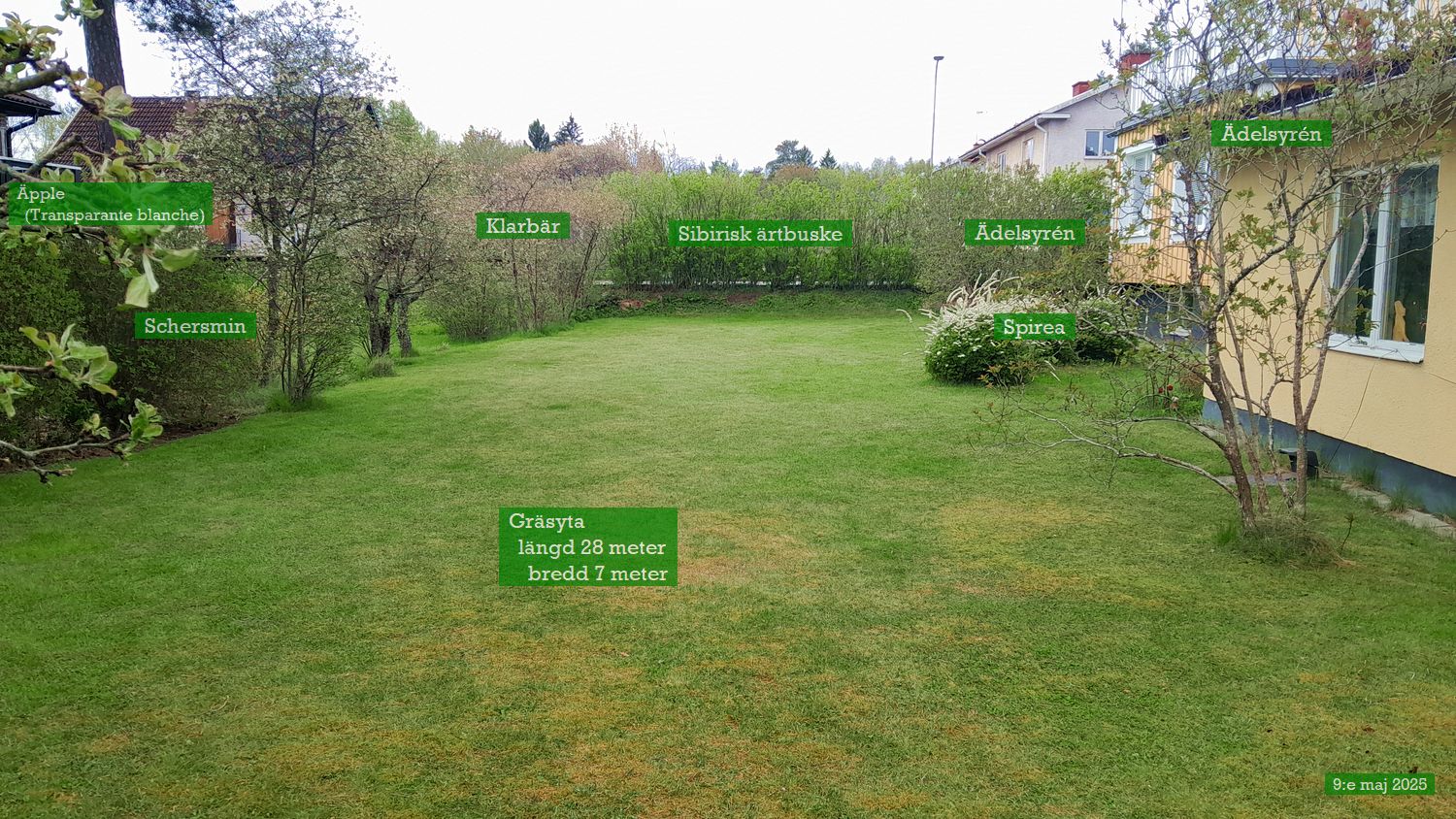 Klarbärsträd med gräsyta för lek och spel