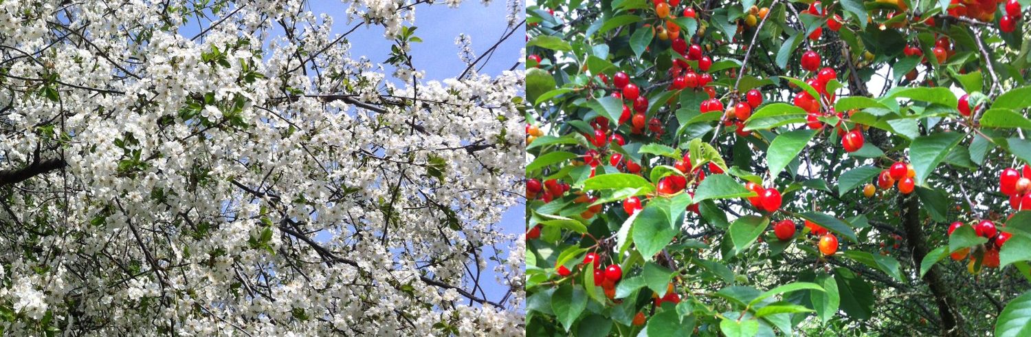 Klarbär - Surkörsbär