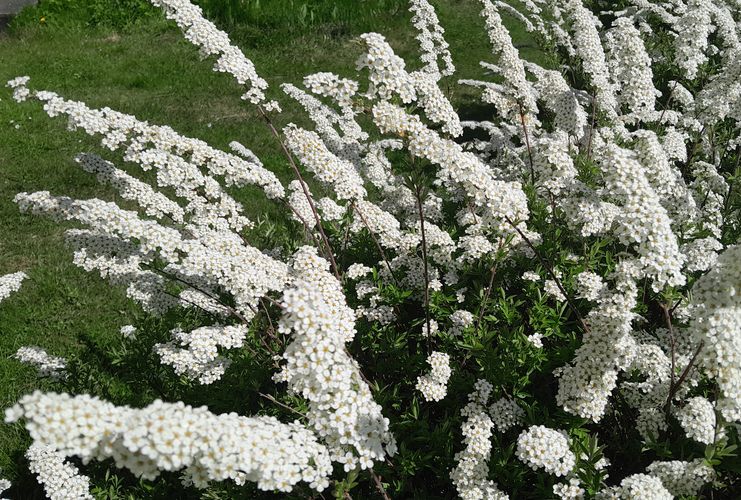 Närbild blomning brudspirea