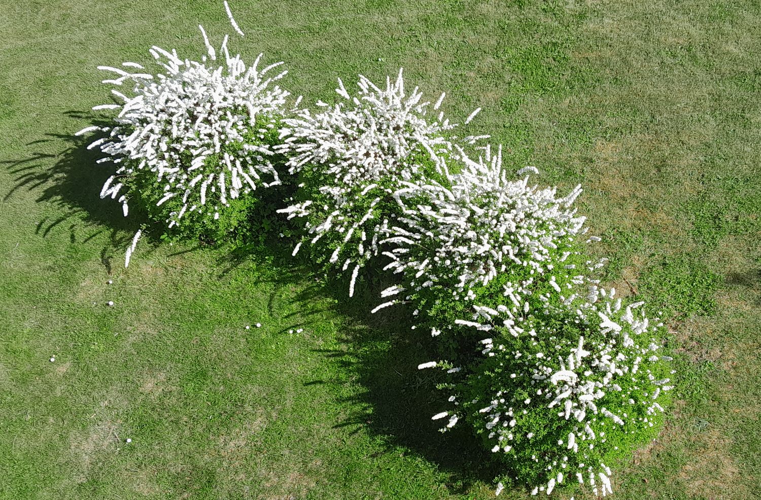 Fyra blommande spireabuskar